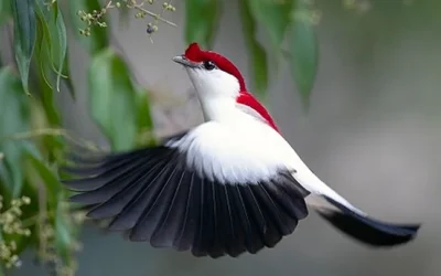 Gorgeous Birds