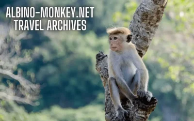 albino-monkey.net travel archives